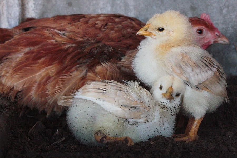 Foxes guarding hen houses